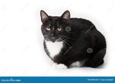 Cute Tuxedo Cat On White Stock Image Image Of Single 96949729