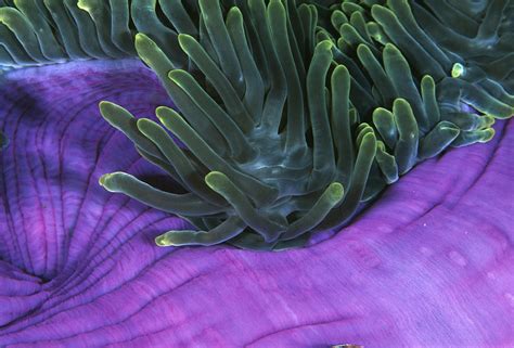 Magnificent Sea Anemone Photograph By Matthew Oldfield Fine Art America