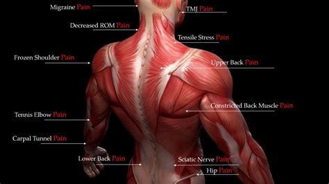 Muscle Layers ⋆ Santa Barbara Deep Tissue Riktr Pro Massage Nicola Lmt