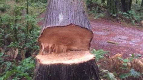 We tell you when and how to cut down a tree correctly. Nearly 100-year-old tree cut down illegally in Snohomish ...