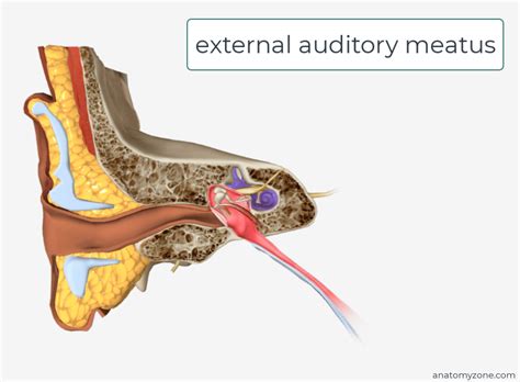 External Ear Auricle External Auditory Meatus Tymanic Membrane