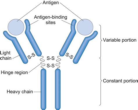 Antibody Definition Structure Function Types Britanni