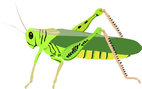 Cartoon Grasshopper Clip Art At Vector Clip Art Online