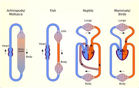 Animal Circulatory Systems Organismal Biology