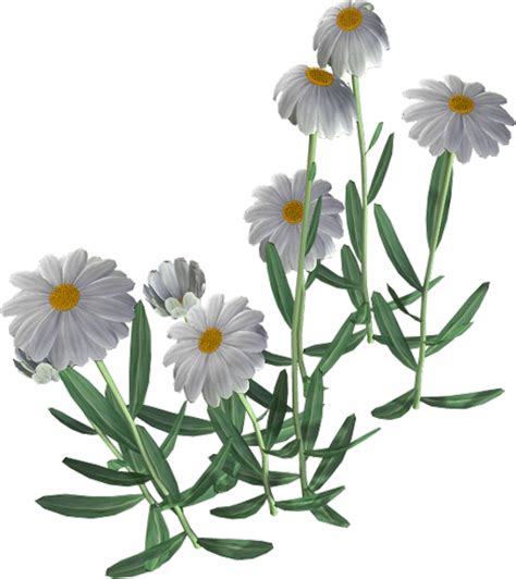 Download Beautiful Camomile Flower HQ PNG Image | FreePNGImg