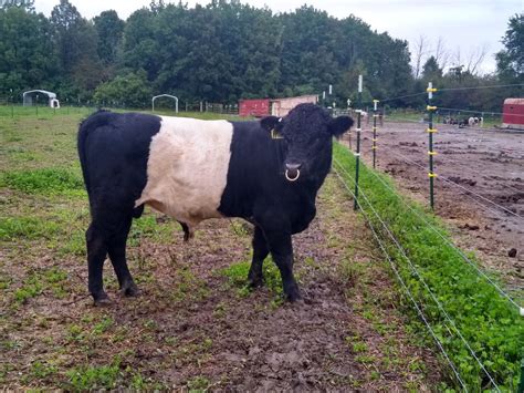 Miniature Belted Galloway Bull Lease Creature Classifieds