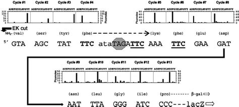 Amino Acid Sequence Of The Bypass Region Of ␤ Galactosidase Encoded By Download Scientific