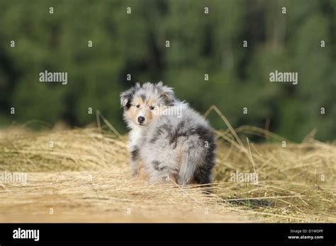 Dog Rough Collie Scottish Collie Puppy Blue Merle Look Back Stock