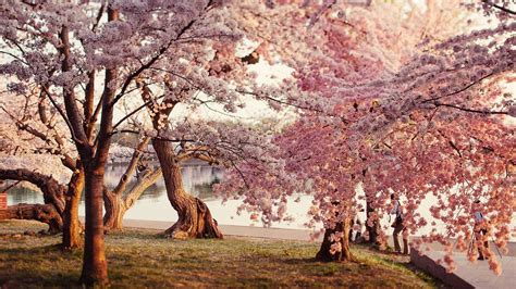 Japanese Cherry Blossom Tree Anime Download X Sakura Blossom Anime Landscape Japanese