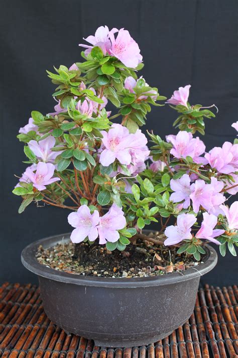 We did not find results for: Azalea Bonsai | kuromatsubonsai.com