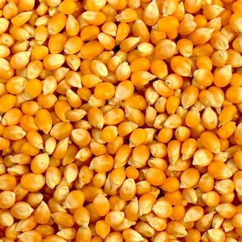 Popcorn Graines Grains Popping Corn Raw Free Uk Pandp 100g Etsy