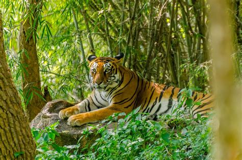 Tropical Rainforest Animals In Indonesia