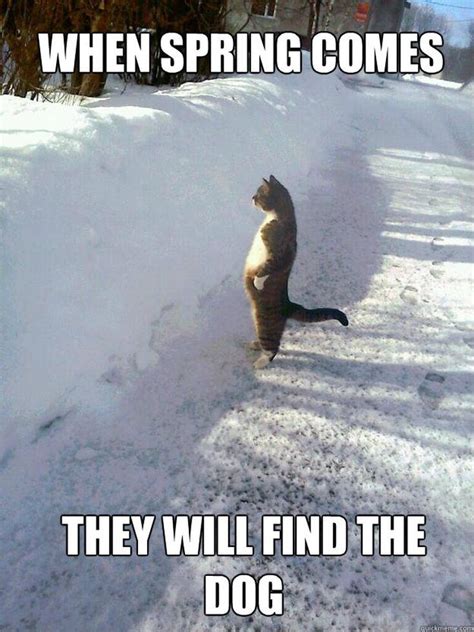 15 Funny Memes About Spring Funny Cats Funny Wednesday Memes