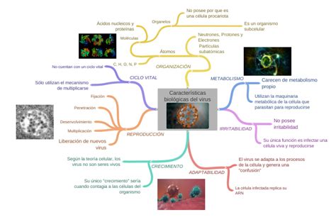 Características Biológicas Del Virus Mapa Mental Portada Infeccion 2