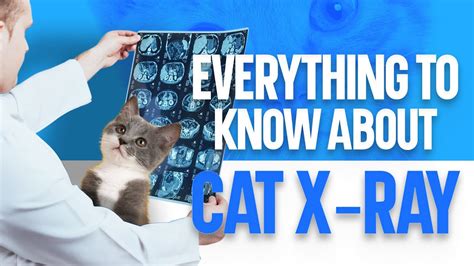 Everything To Know About Cat X Ray Youtube