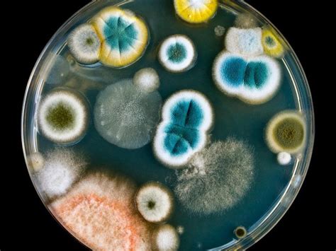 11 Reasons To Love Bacteria Fungi And Spores Microscopic Photography