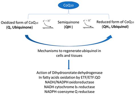 Ijms Free Full Text Coenzyme Q10 Supplementation For The Reduction