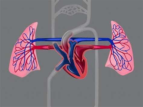 Circulatory System Heart Pic