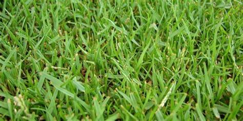 Zoysia Grass Facts Maintenance And Comparison Progardentips Zoysia