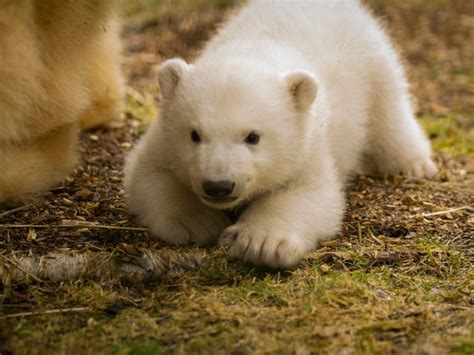 First Polar Bear Born In Uk For 25 Years Given Name After Public Vote