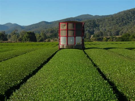 Growing Green Tea In Victoria Australia · Tea Epicure