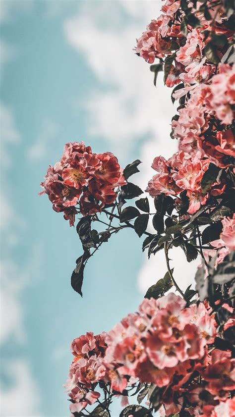 25 Super Pretty Iphone Xs Wallpapers Preppy Wallpapers Flower
