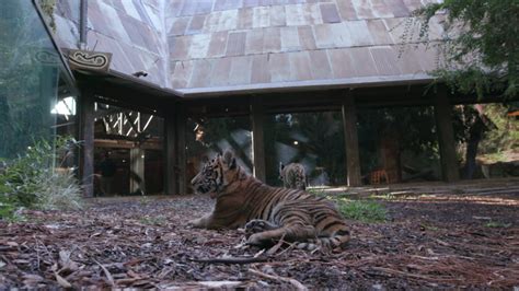 Rescued Tiger Cub And Companion Ready For Viewers At San Diego Zoo