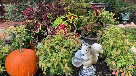 Coleus Planthow To Spice Up Flower Bed With Coleus Perfect For Fall