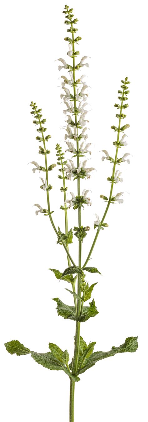 White Profusion Perennial Salvia Salvia Nemorosa Proven Winners