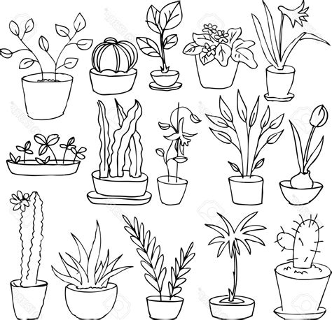 Succulent Line Drawing At Explore Collection Of