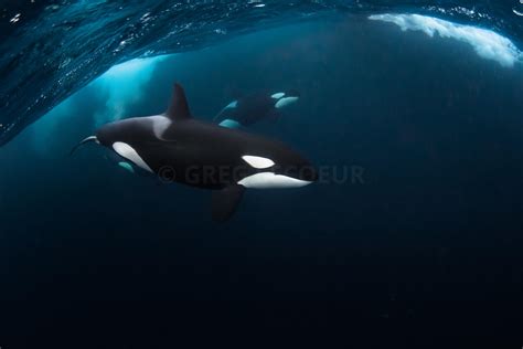Greg Lecoeur Underwater And Wildlife Photography Orcas In Norway
