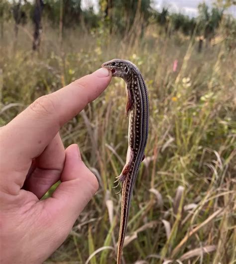 Do Blue Tongue Lizards Bite Are Skinks Poisonous