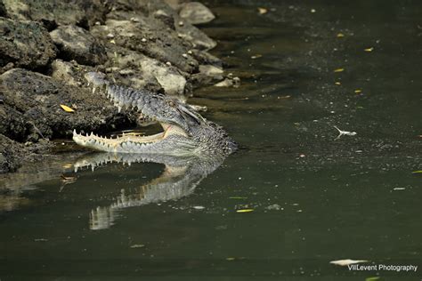Photographer Sungei Buloh Wetland Reserved Crocodile