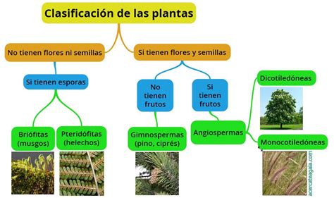 Cuadros Sin Pticos Sobre Las Plantas Clasificaci N Y Tipos Cuadro