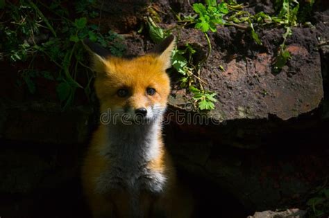 A Little Fluffy Red Fox Stock Photo Image Of Comely 93724884
