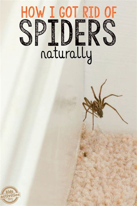 How To Keep Spiders Away From Your House Kids Activities Spiders