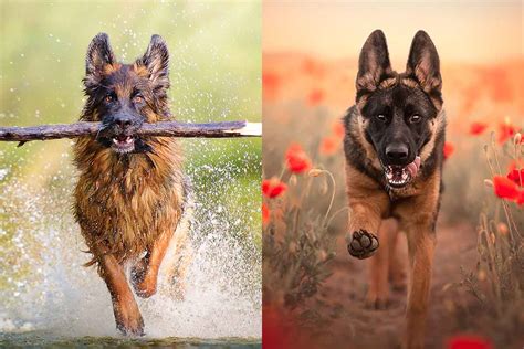 Belgian Malinois Vs German Shepherd Whats The Difference • Hellobark