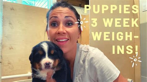 Bernese Mountain Dog Puppies 3 Week Weigh Ins Youtube