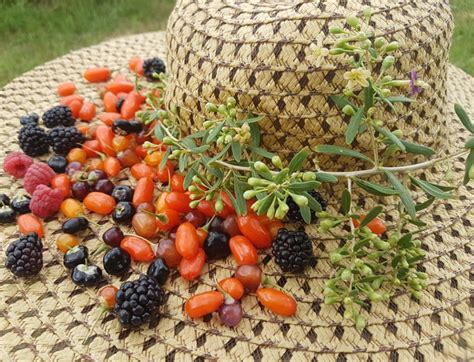 Singer, actor, producers & performer bo bice has performed around the world as a solo artist bobice. Srećne bobice s Tibeta u Nišu - Megafon