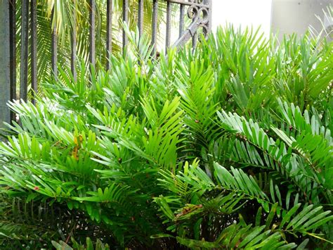 A Nice Filler Florida Native Plants Florida Landscaping Tropical