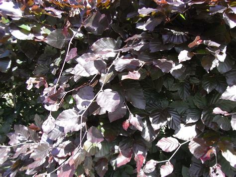 100 Copper Beech 3 4ft Purple Hedging Treesstunning All Year Colour 90