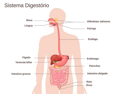 Sistema Digestório O Que é órgãos E Funções Enciclopédia Significados