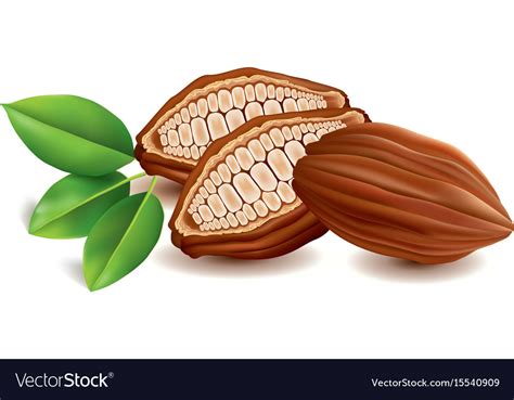 Sweet Cacao Beans With Leaf Royalty Free Vector Image