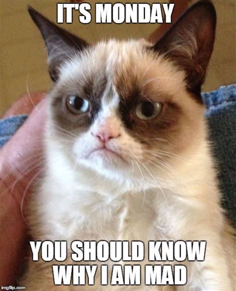 Grumpy Cat Meme Imgflip