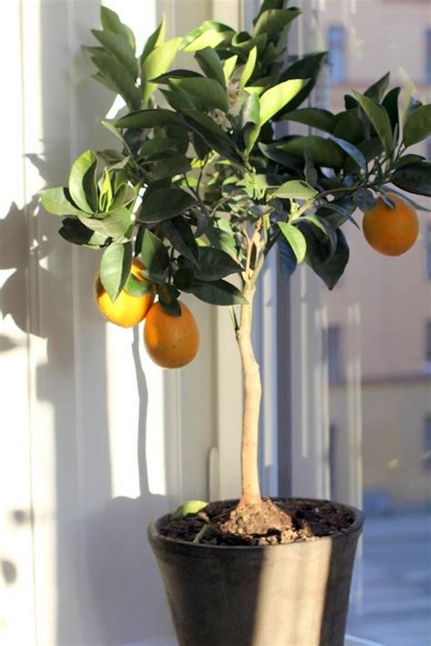 The Truth About An Indoor Lemon Tree Hint It Belongs Outdoors