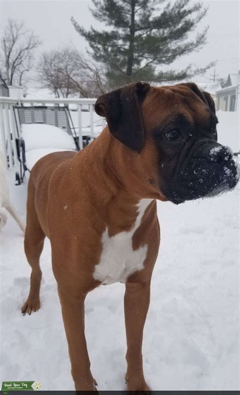 Akc Pure Breed Boxer Stud Dog New Jersey Breed Your Dog