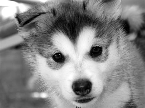 Puppy Wallpapers For Girls Of Some Adorable Puppies Which One