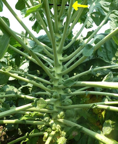 Brussels Sprouts Tips From Seed To Harvest Vermont
