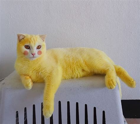 Feline cancer initially manifests as a lump or bump on any parts of the body. Cat Accidentally Turns Into Real-Life Pikachu After ...