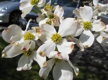 Capital Naturalist by Alonso Abugattas: Virginia's State Flower and Tree